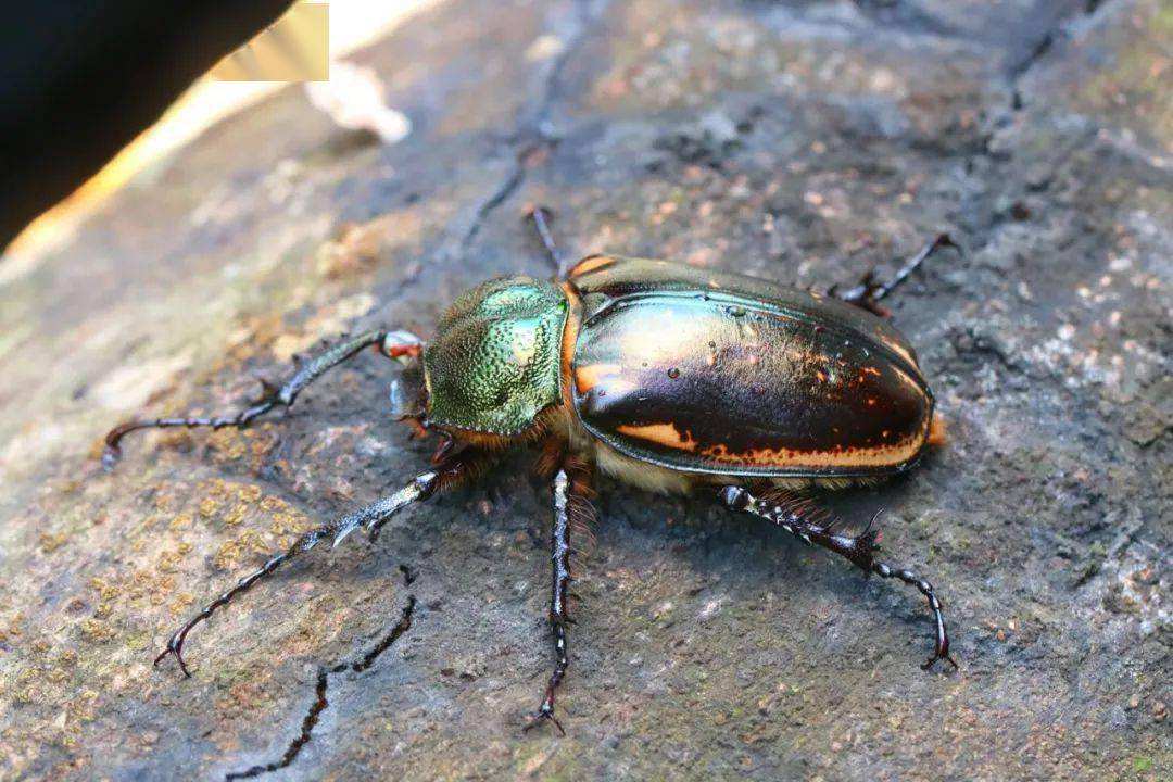 阳彩臂金龟为什么会灭绝,阳彩臂金龟真的灭绝了吗