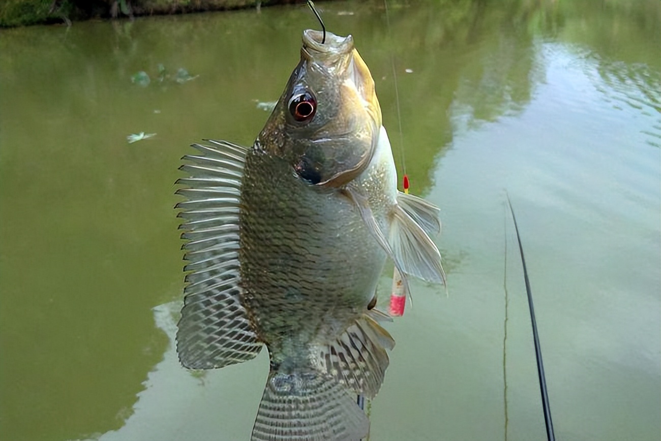 入侵我国水域的罗非鱼，美国人大快朵颐，为何中国吃货解决不了？