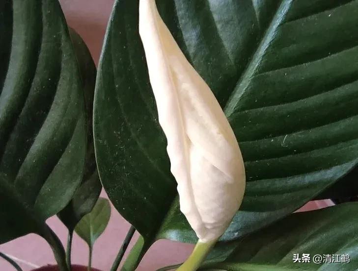 白鹤芋不开花别急着扔,“5步骤”矫正养护,叶子油绿花开不断