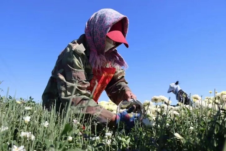 品质好销路广收益高卢龙县后坨村飘来阵阵花香