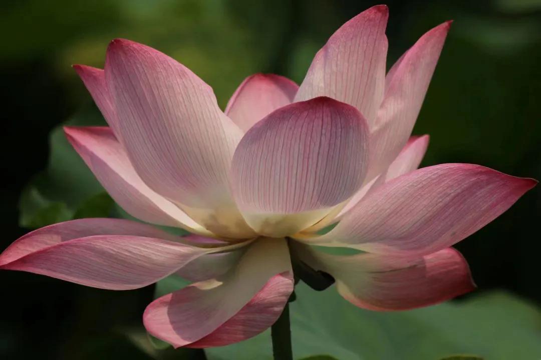 出淤泥而不染的荷花真的好美,出淤泥而不染的荷花真的太漂亮了