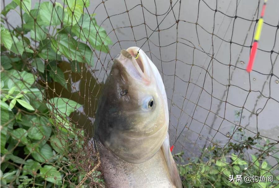 钓鲢鳙有哪些配方和技巧,钓鲢鳙饵料加什么最好