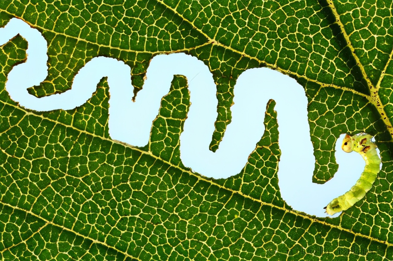 真实大象图片大全可爱,真实野生大象图片