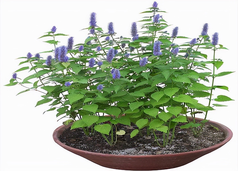 小儿外感发热,小儿外感发热推拿手法