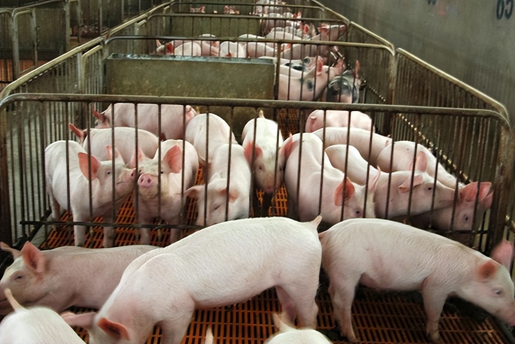 仔猪大肠杆菌腹泻偏方,仔猪大肠杆菌最佳治疗方法