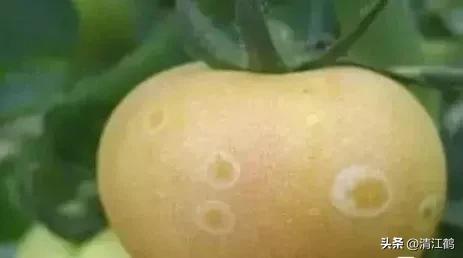 番茄晚疫病物理最佳治疗方法,番茄病虫草害防治