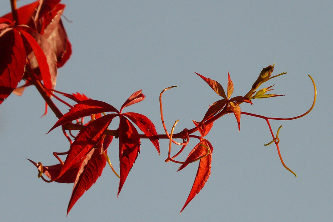 冷枫染红，霜叶流丹。不读这20首红叶诗词，辜负秋光烂漫