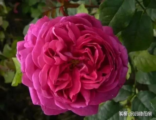 1到99朵玫瑰的含义图片,1到99朵玫瑰花语是什么