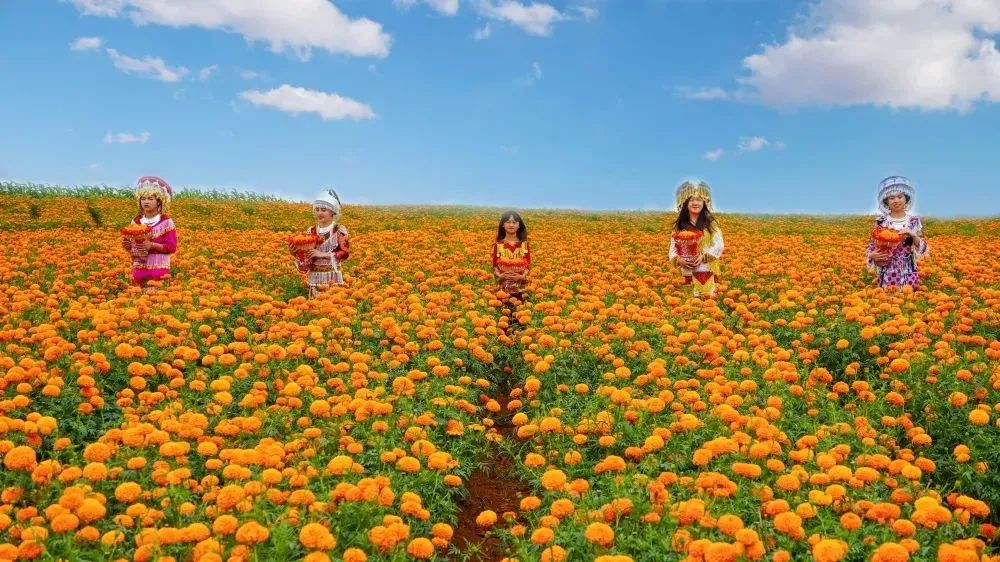 共创乡村振兴发展新格局,全面推进乡村振兴打造五美乡村