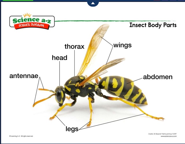 什么是大名鼎鼎的LearningA-Z?全球最详细的中文版图文视频介绍