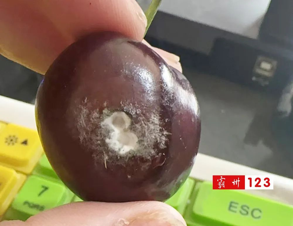 霸州樱桃“刺客”！80多只买了10颗樱桃？！