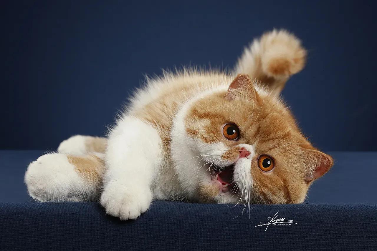 去宠物店如何挑选一个健康的猫咪,去宠物店买猫咪该怎么挑选