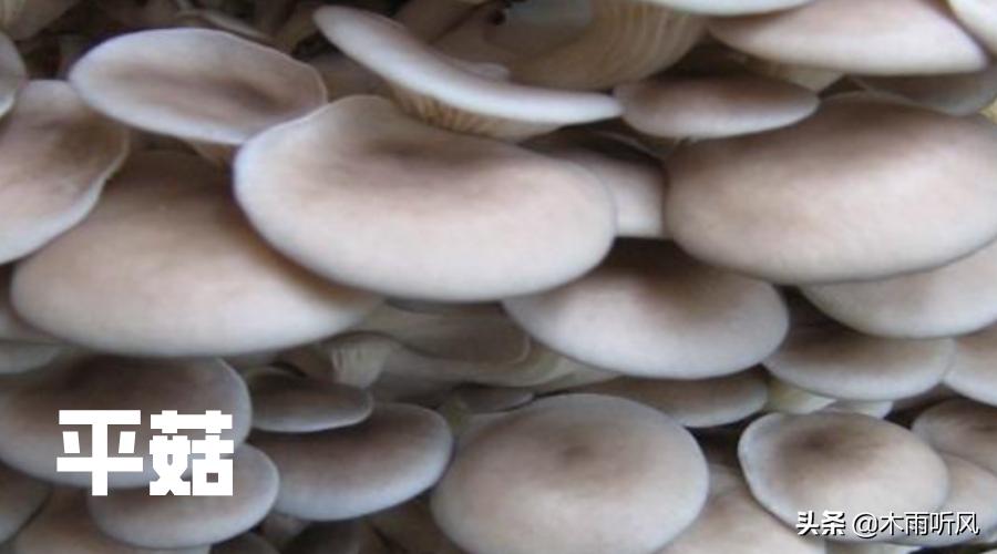 玉米芯种的平菇不长怎么办,玉米芯种平菇不出菇是什么原因