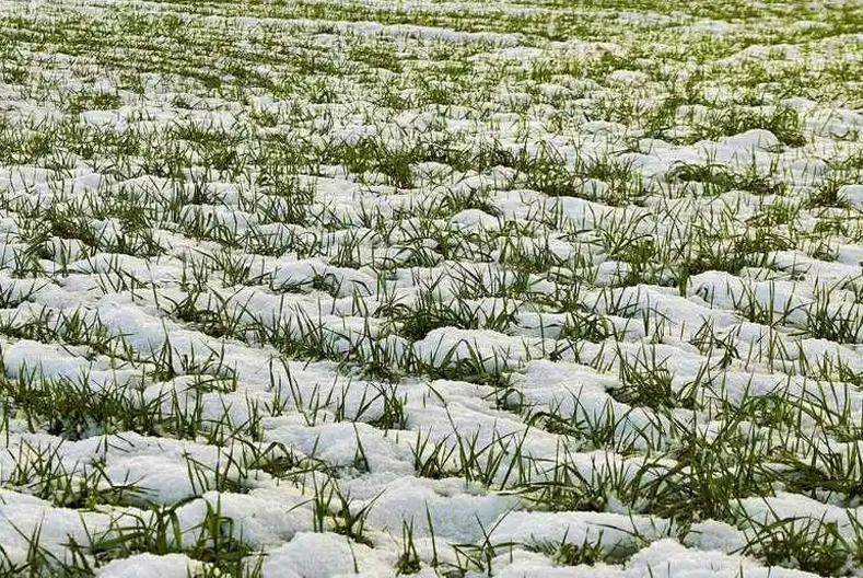 “小雪不分股，大雪不出土”，指啥意思？小雪节气还能种小麦吗？