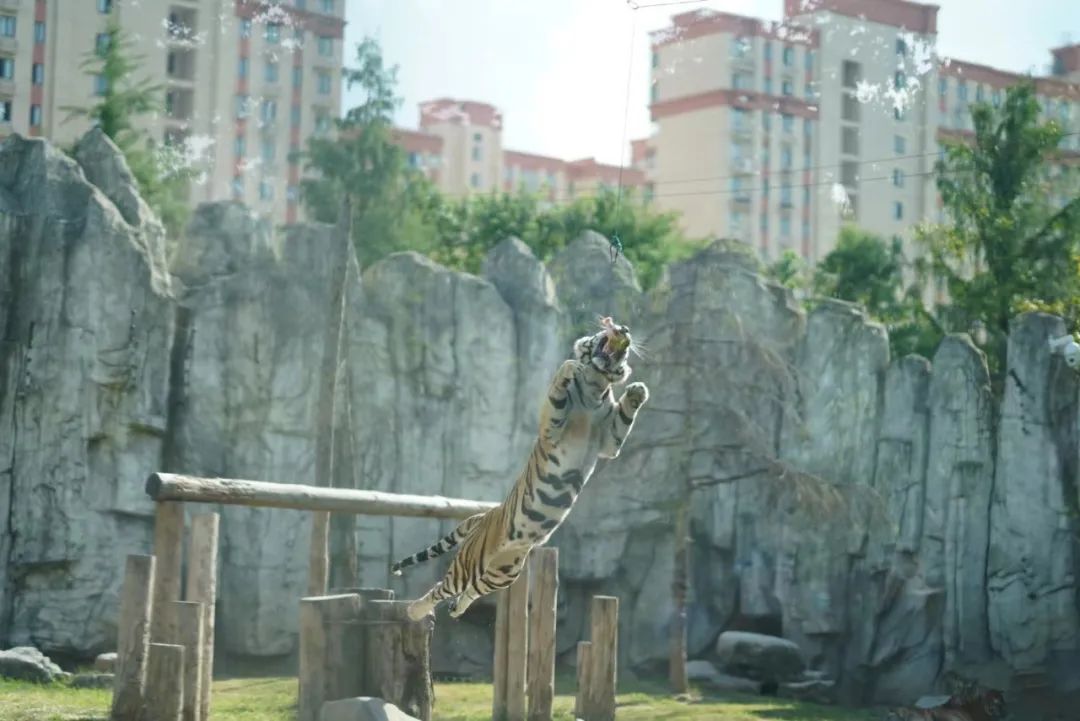 上海野生动物园建议周六周天去吗,上海野生动物园通玩一日游攻略