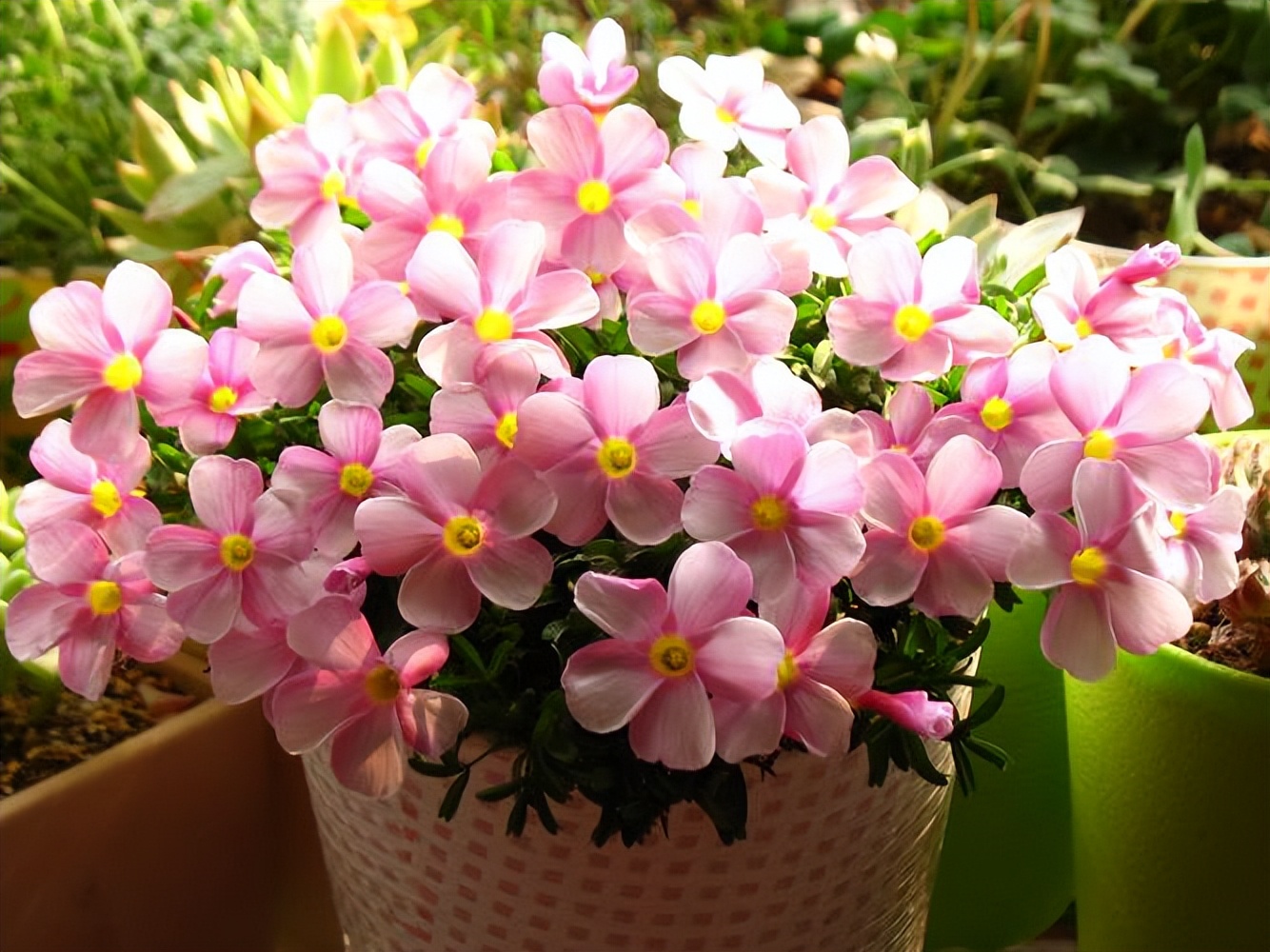 最适合小花盆种的花,顽强的小花草