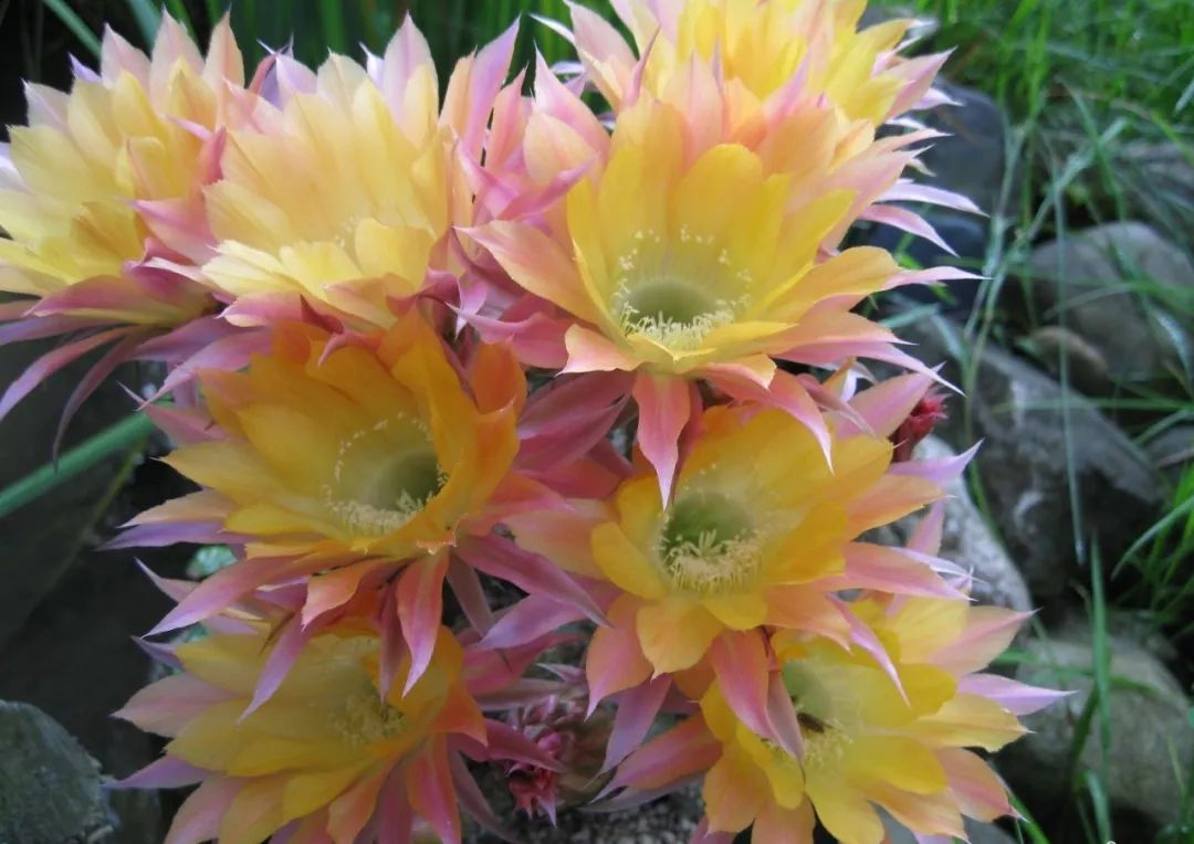 200种·仙人球开花图鉴，大开眼界，美到爆