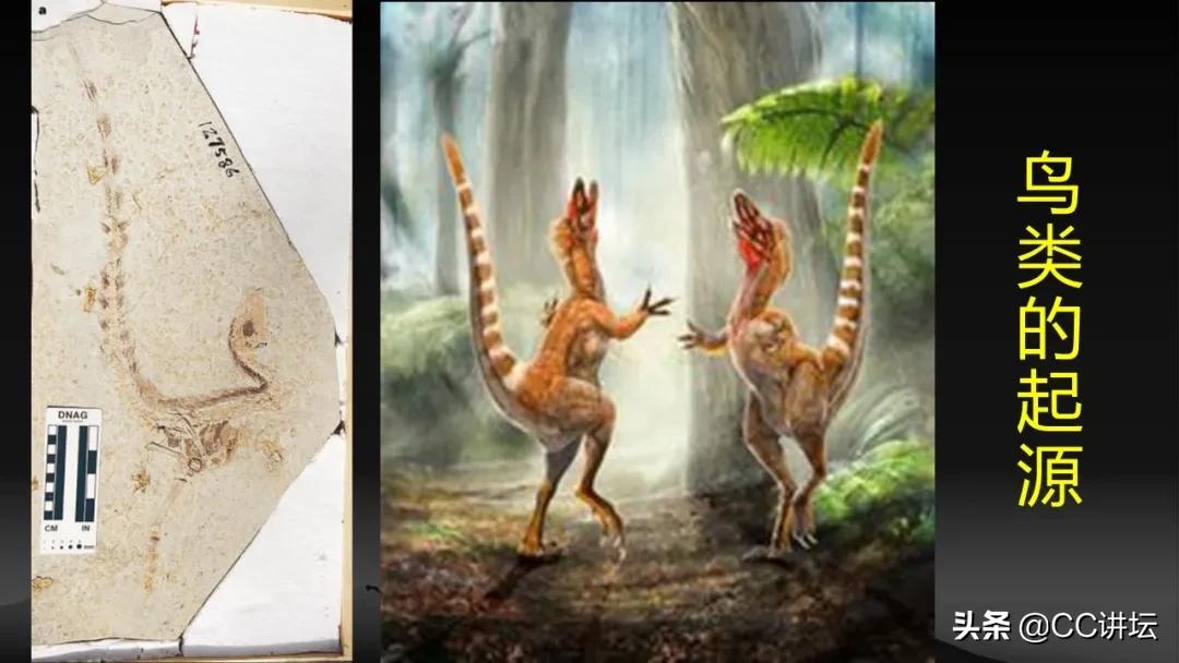 海洋恐龙和陆地恐龙,海洋恐龙与陆地生物对比