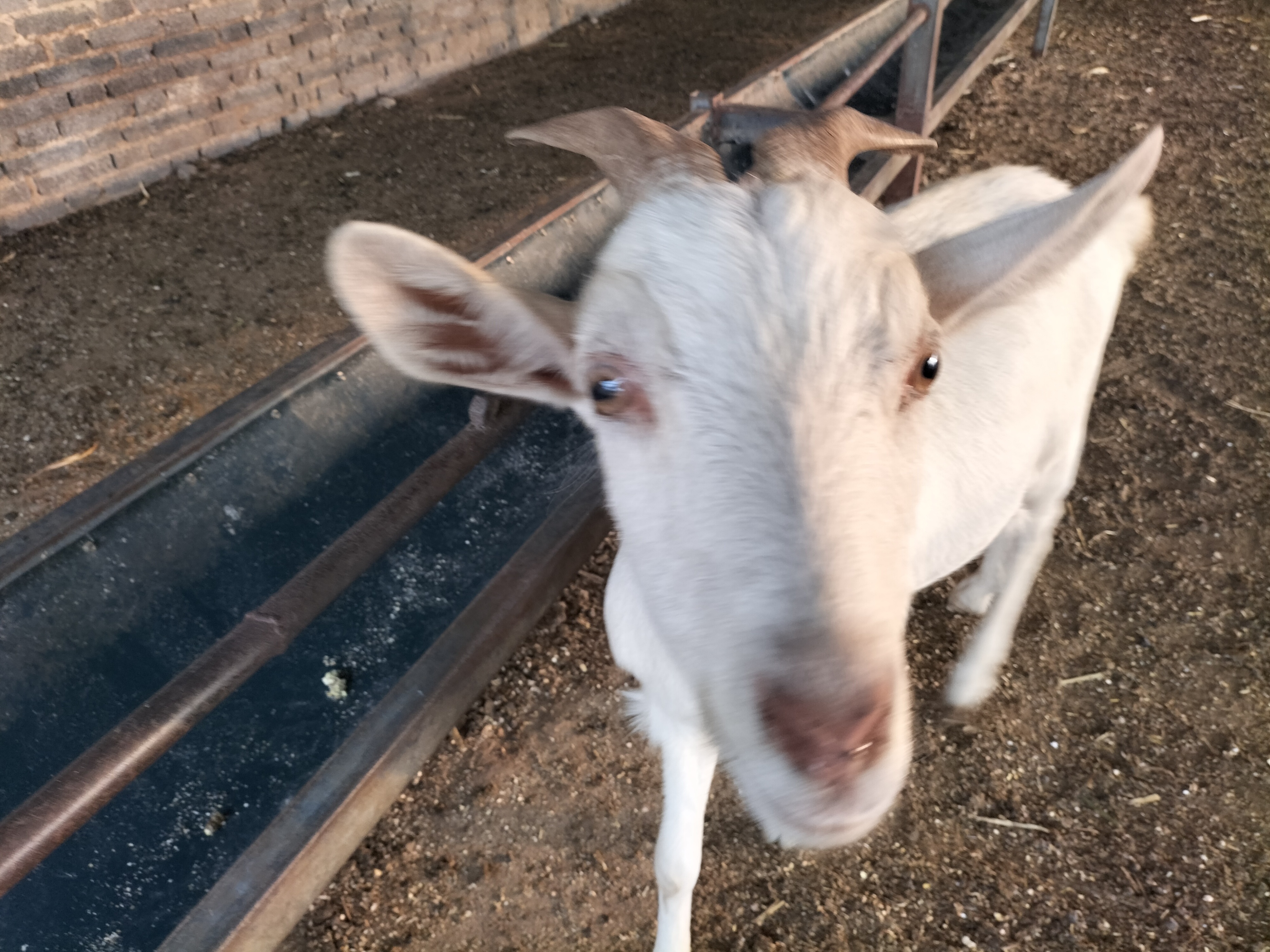 回农村创业适合养殖什么不愁销路,在农村做什么养殖生意比较好