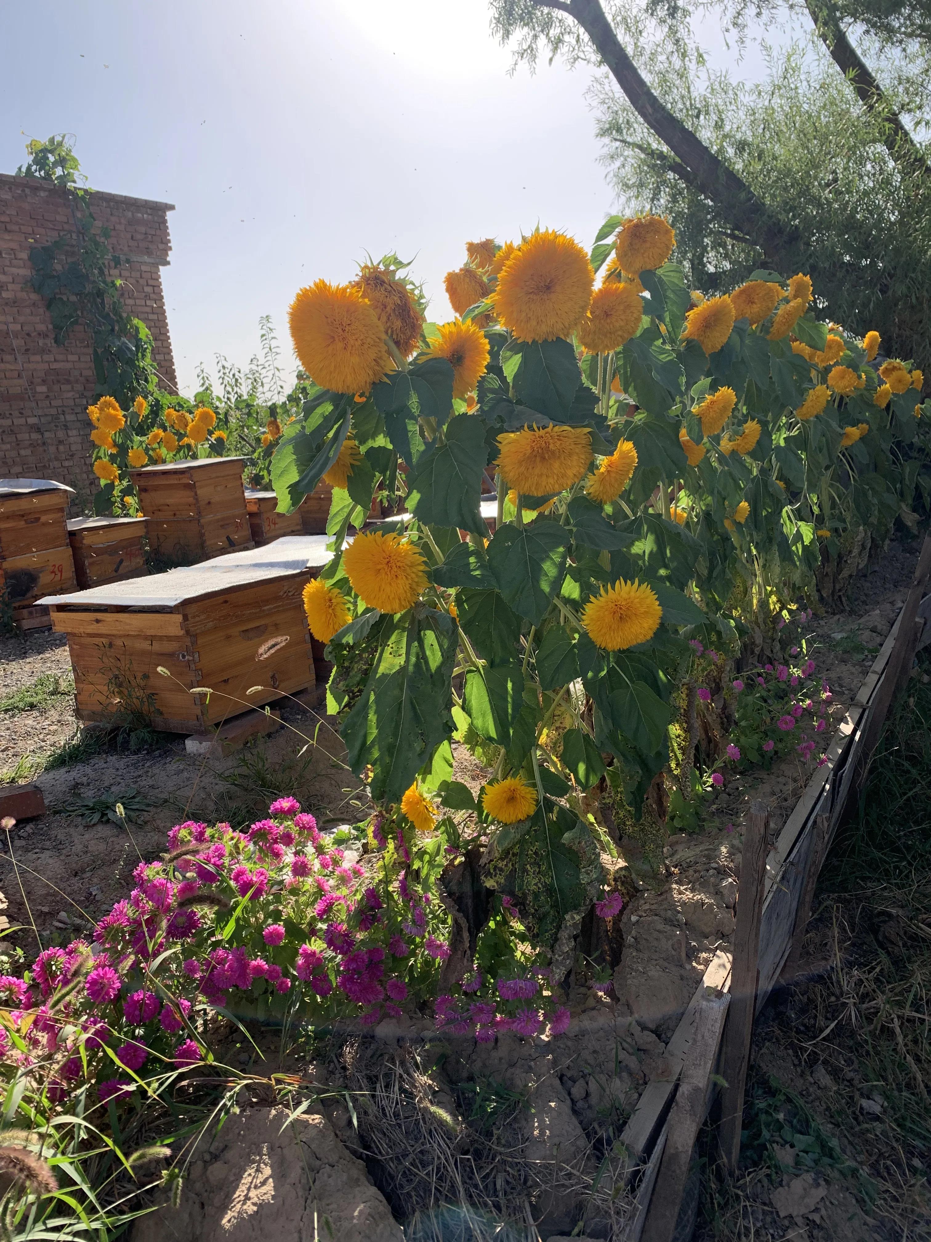 寮犲鍙ｅ競瀹ｅ寲鍘挎潕澶т汉搴勬潃浜烘,瀹ｅ寲鏉庡ぇ浜哄簞鍦板悕鏉ュ巻