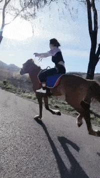 这是我见过最牛的一字马,这是史上最强的一字马无人敢挑战