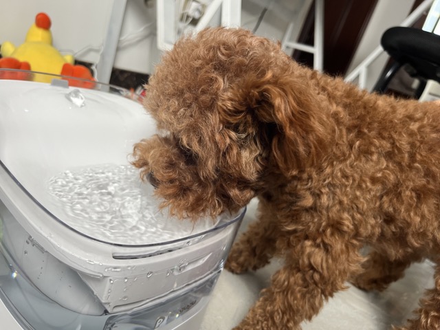 宠咕咕饮水机,宠物智能喂水器测评