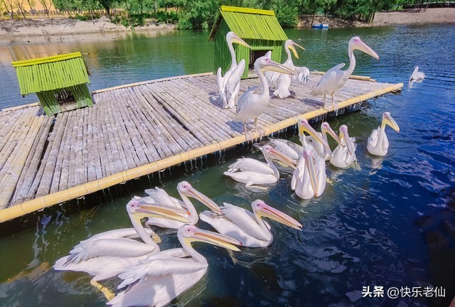 沈阳森林动物园缆车,自驾沈阳森林动物园