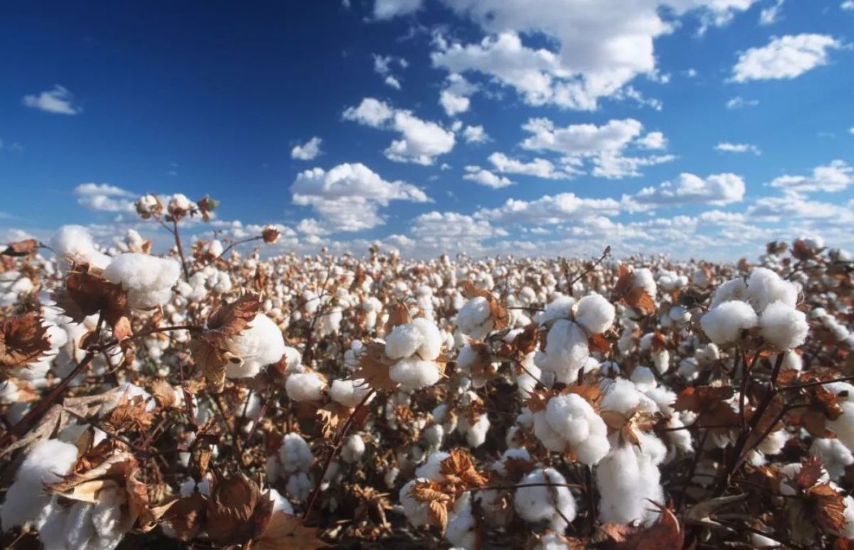 纯棉内衣起球什么原因,纯棉内衣发硬怎么办