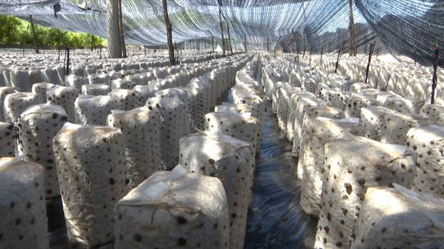 合水：小菌棒开出“致富花”托起群众增收“梦”