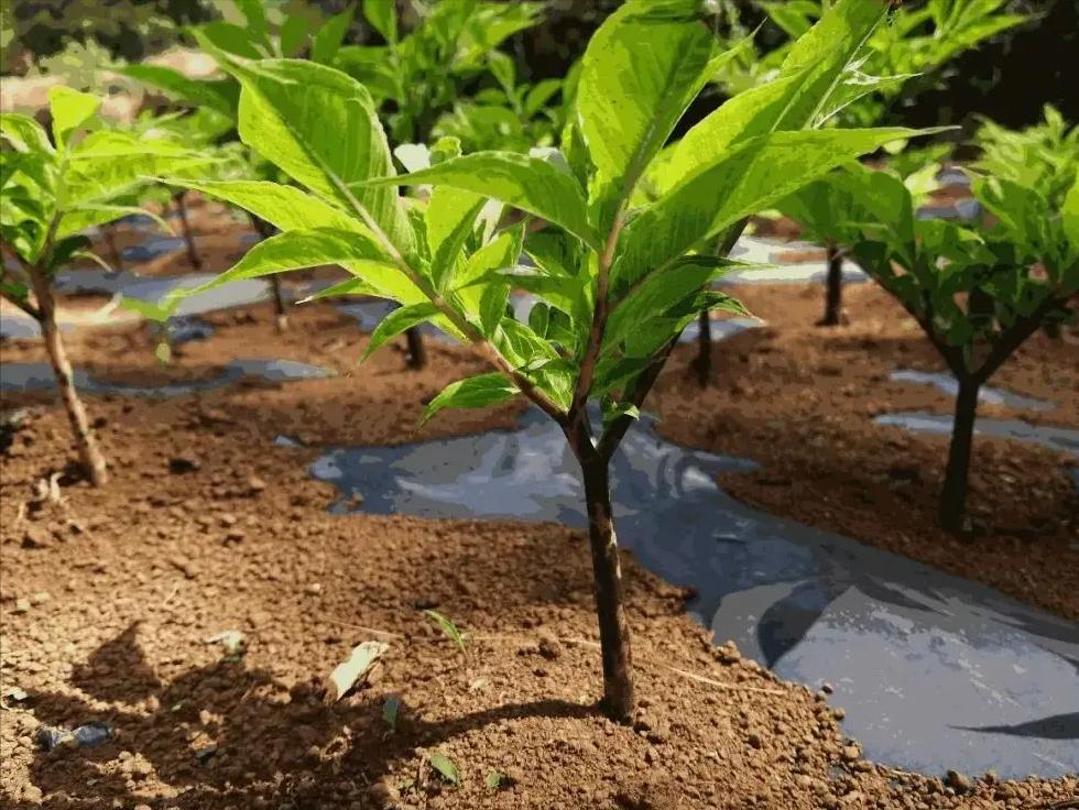 日本人租地闲置五年,日本人租1500亩地闲置