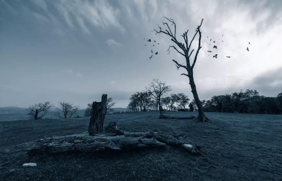 日本人为什么把乌鸦视为吉祥之鸟,乌鸦在日本神话中的地位