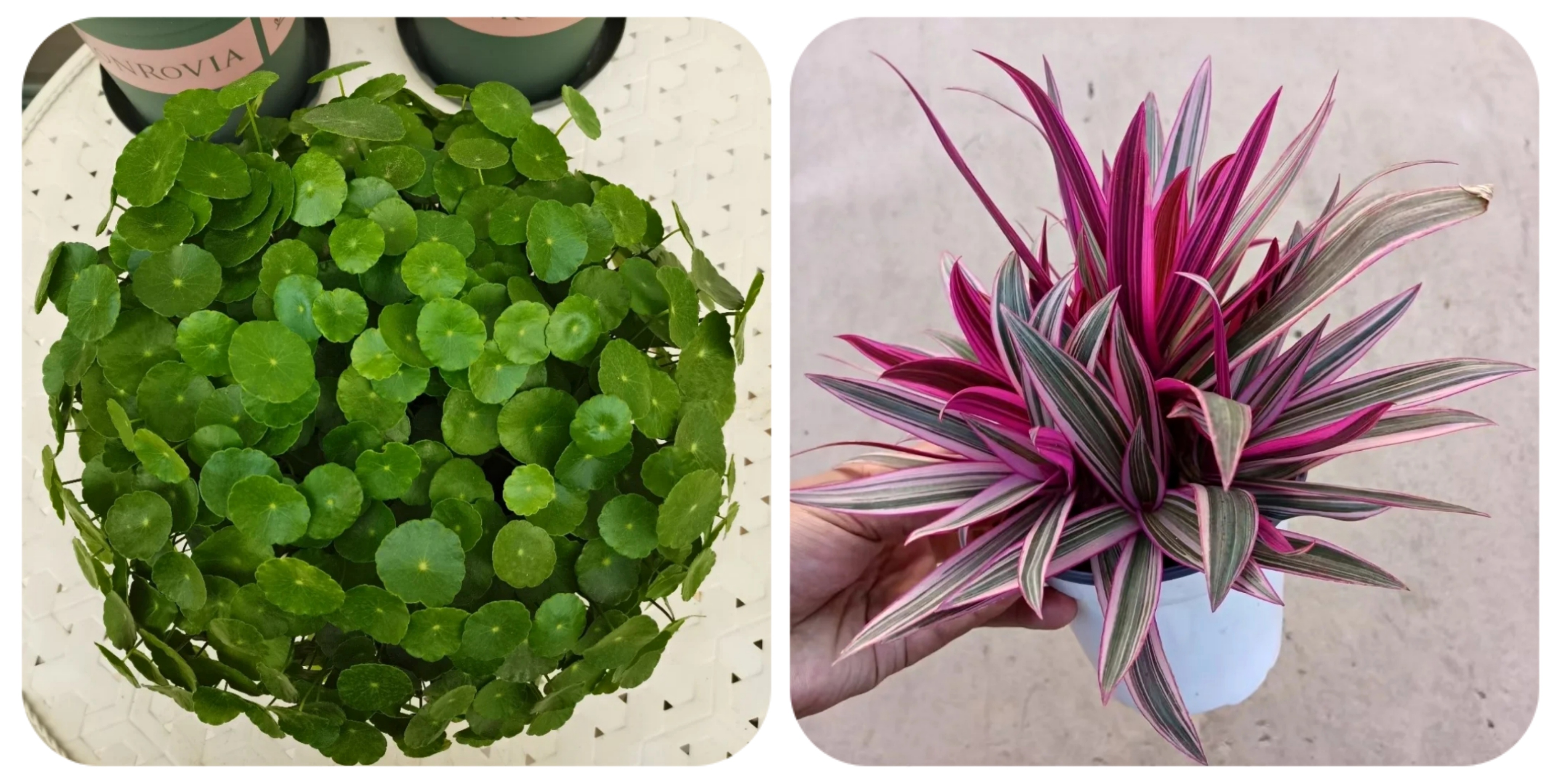 100种花能养在阳台上，50种开花的，40种绿植，10种蔬果