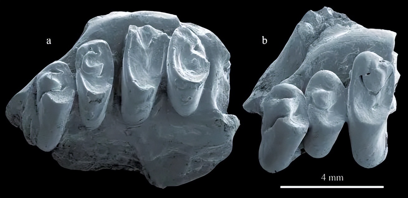 那年那兔那些年的故事,那年那兔那些事儿百年风云