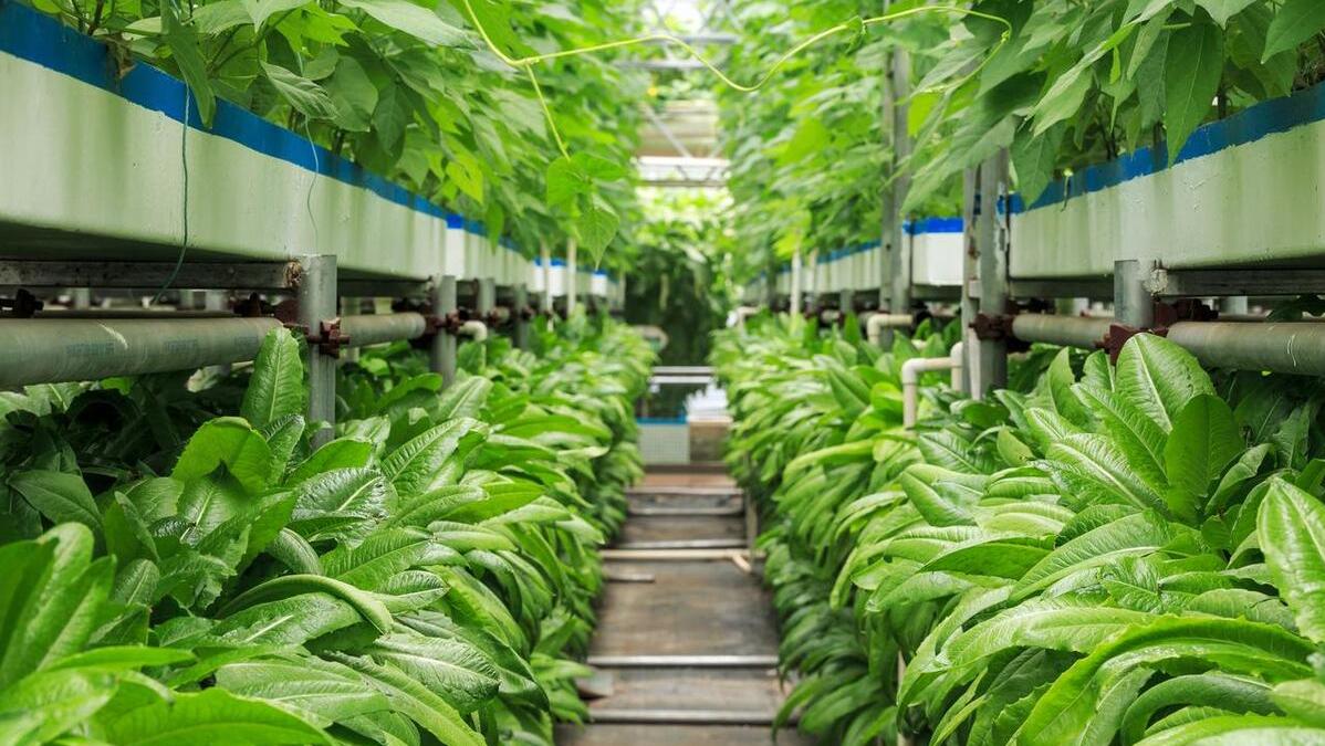 安徽太和县小瓜蒌结出致富果,贵州大山里结出致富果