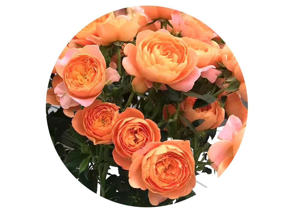 最美邂逅：百合博览园里美不胜收的名贵之花