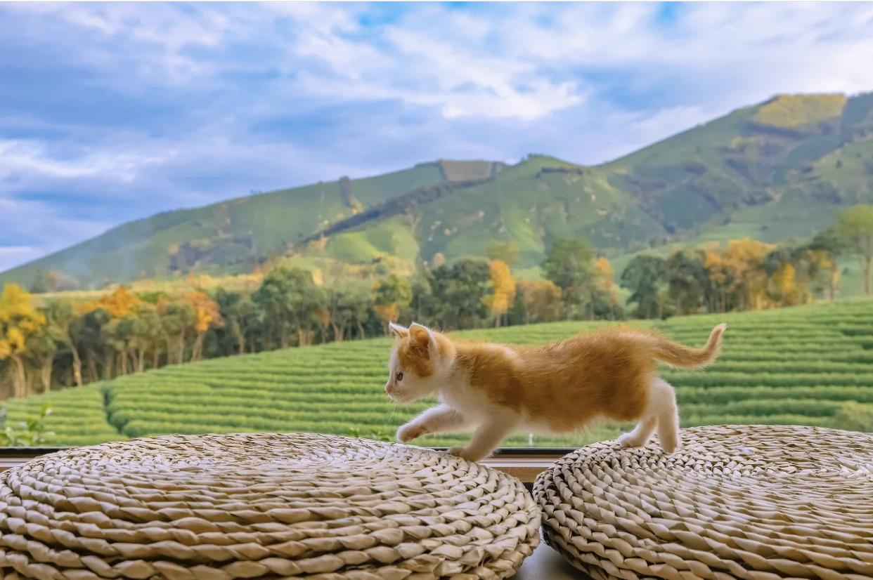 治愈系壁纸｜132张可爱小猫咪的样子