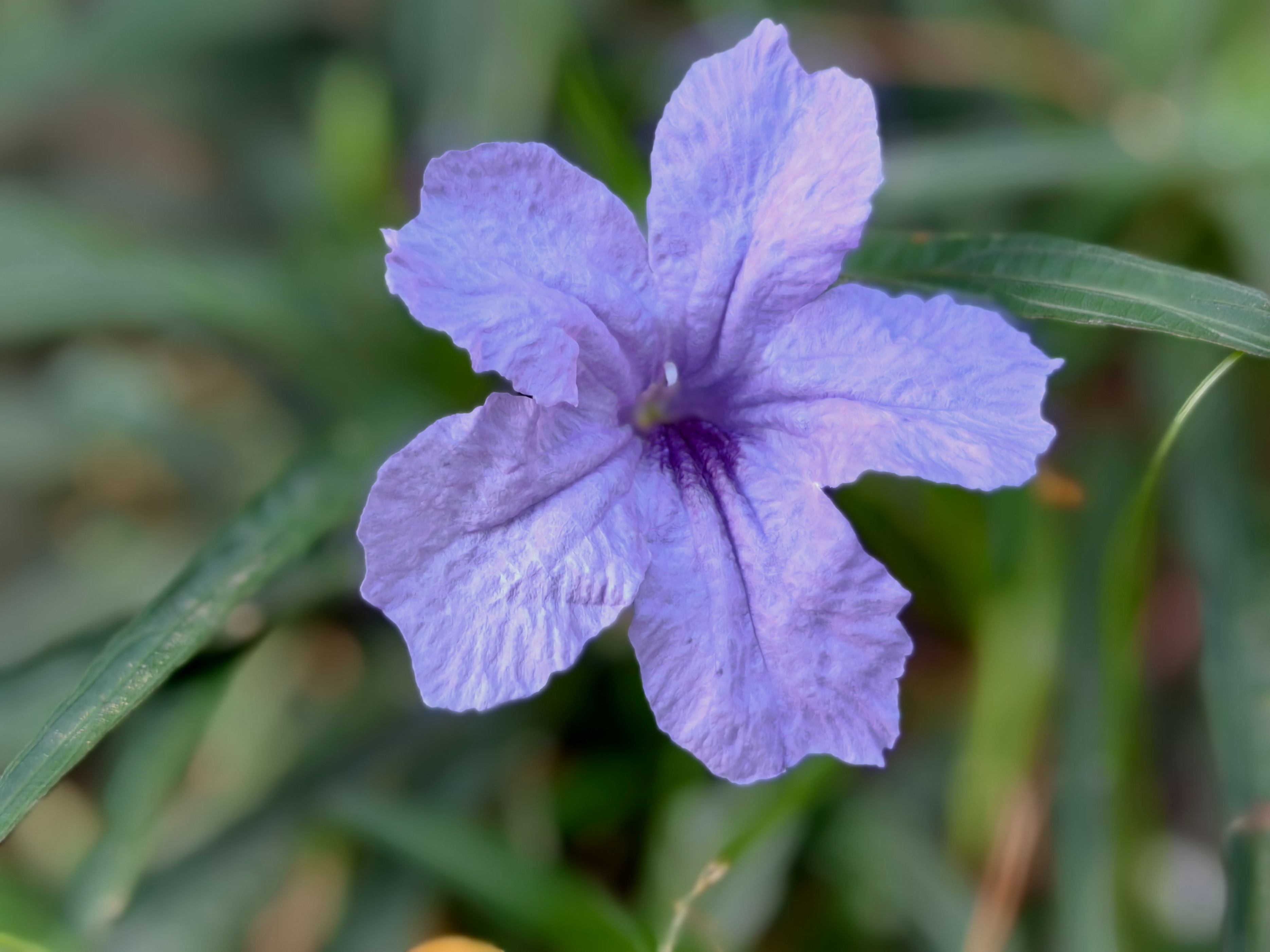 紫色兰花草:,蓝色花草品种