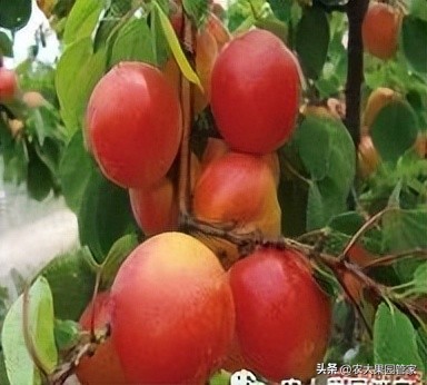 优质果树苗木品种介绍,最好的新品种苹果苗木