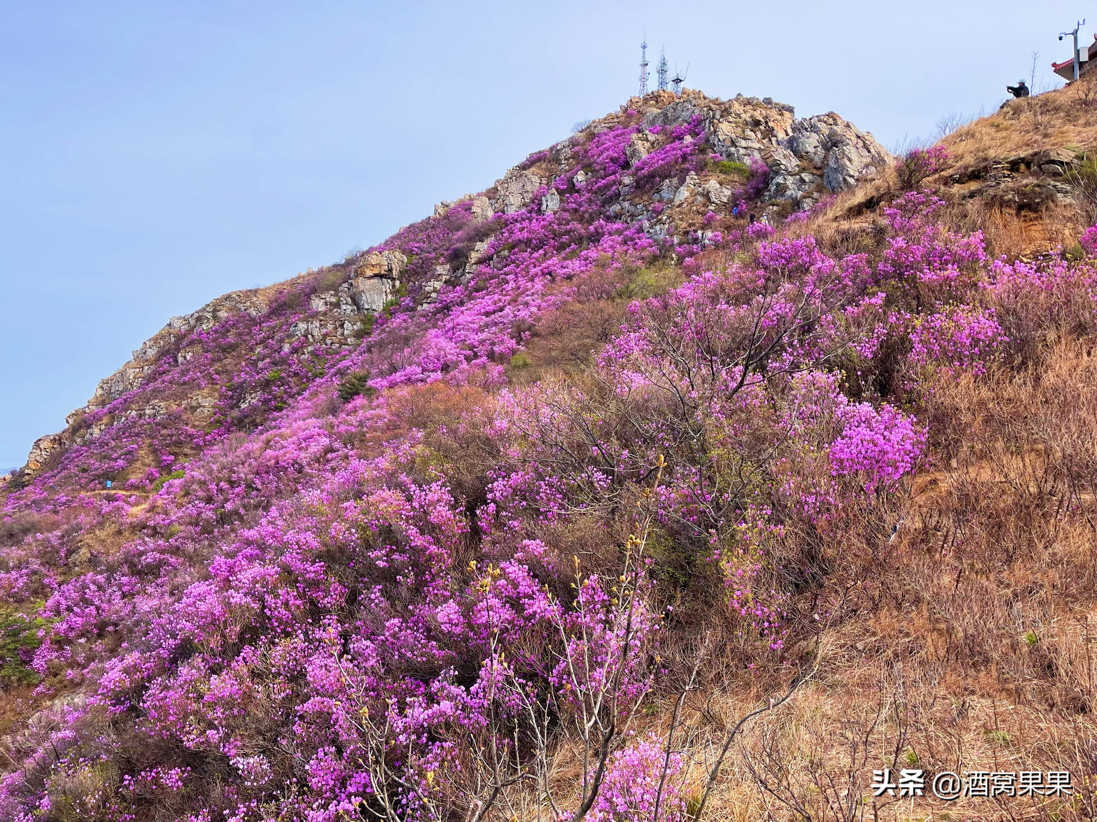 大连神秘花海旅游攻略路线,大连杜鹃花海旅游攻略