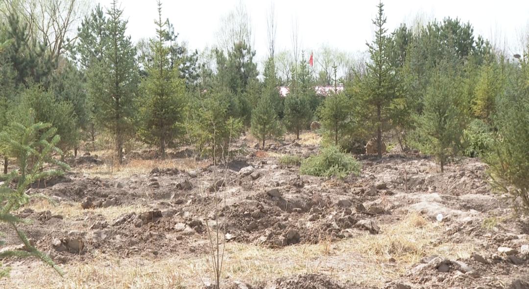 抓住机遇植树造林改善生态,四措施并举推进植树造林