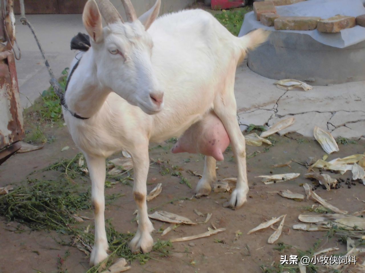 奶羊怎样喂产奶高羊不瘦,奶羊怎么养产奶多