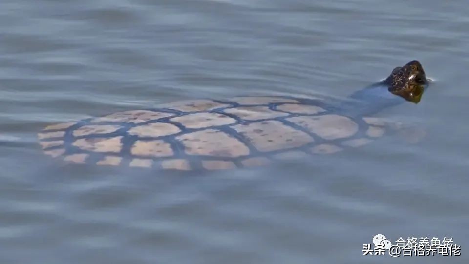 新手养超级小的龟需要注意的事项,龟的饲养方法及注意事项