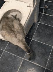 我哥窜稀，喷了我家猫一头粑粑！猫：我屎到淋头了...