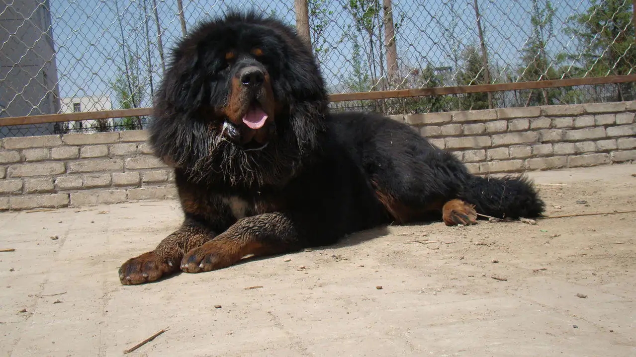 独狼袭击羊群被不到1岁藏獒赶跑,独狼袭击羊群被不到一岁藏獒赶跑