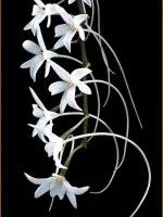 最美的100种兰花图片,欣赏一下最美的兰花