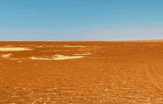 罗布泊流浪猫是怎样活下来的,罗布泊深处发现流浪猫