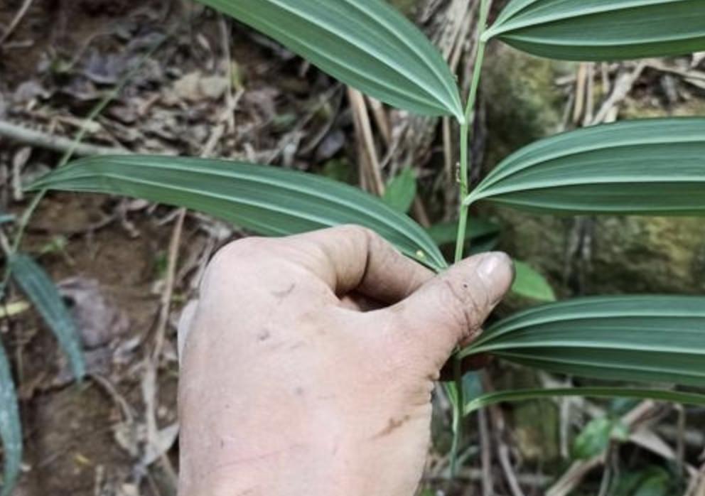 种植野生老虎姜,野生老虎姜种植视频