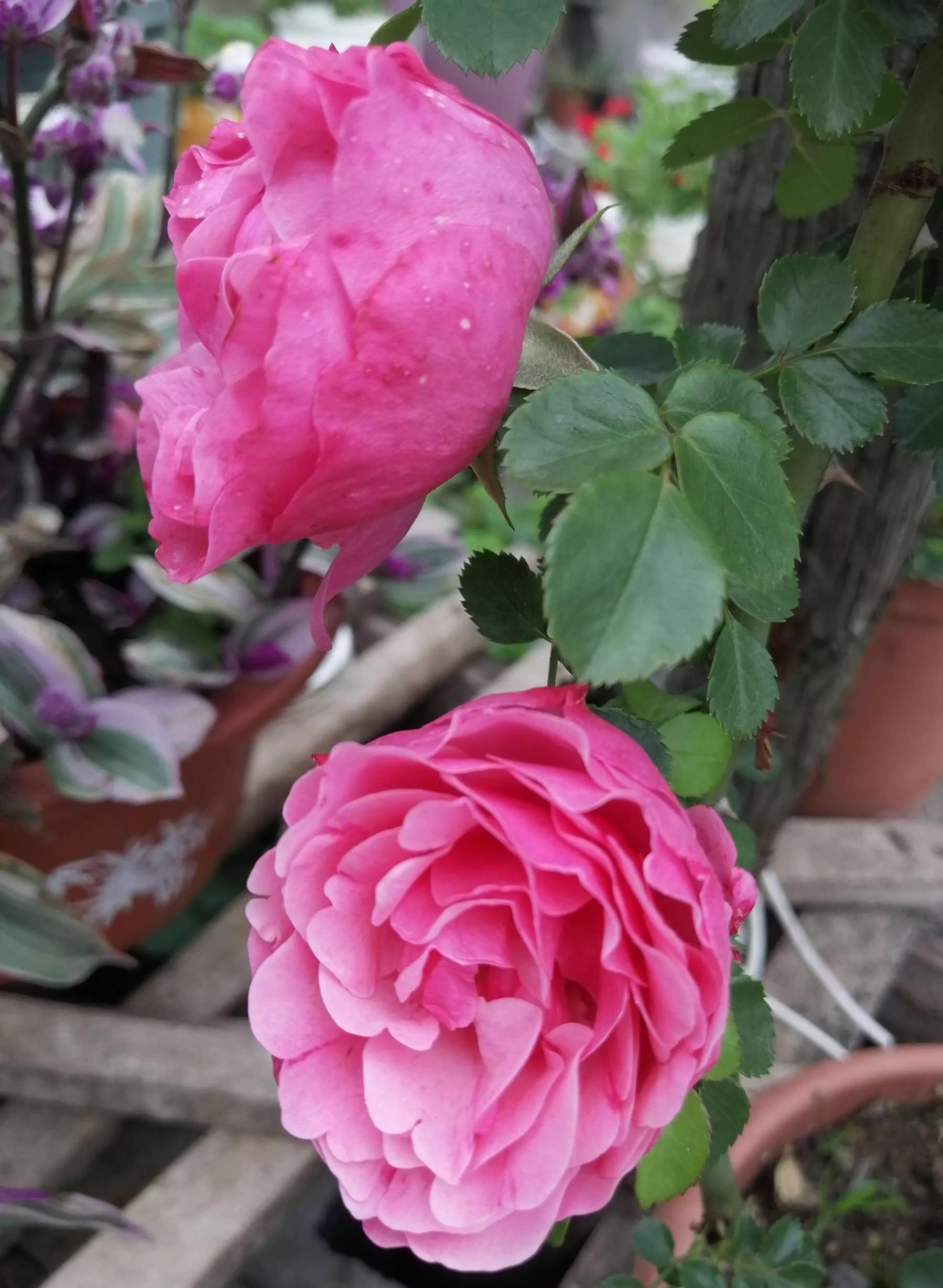 月季品种醉花,月季品种大全及图片欣赏