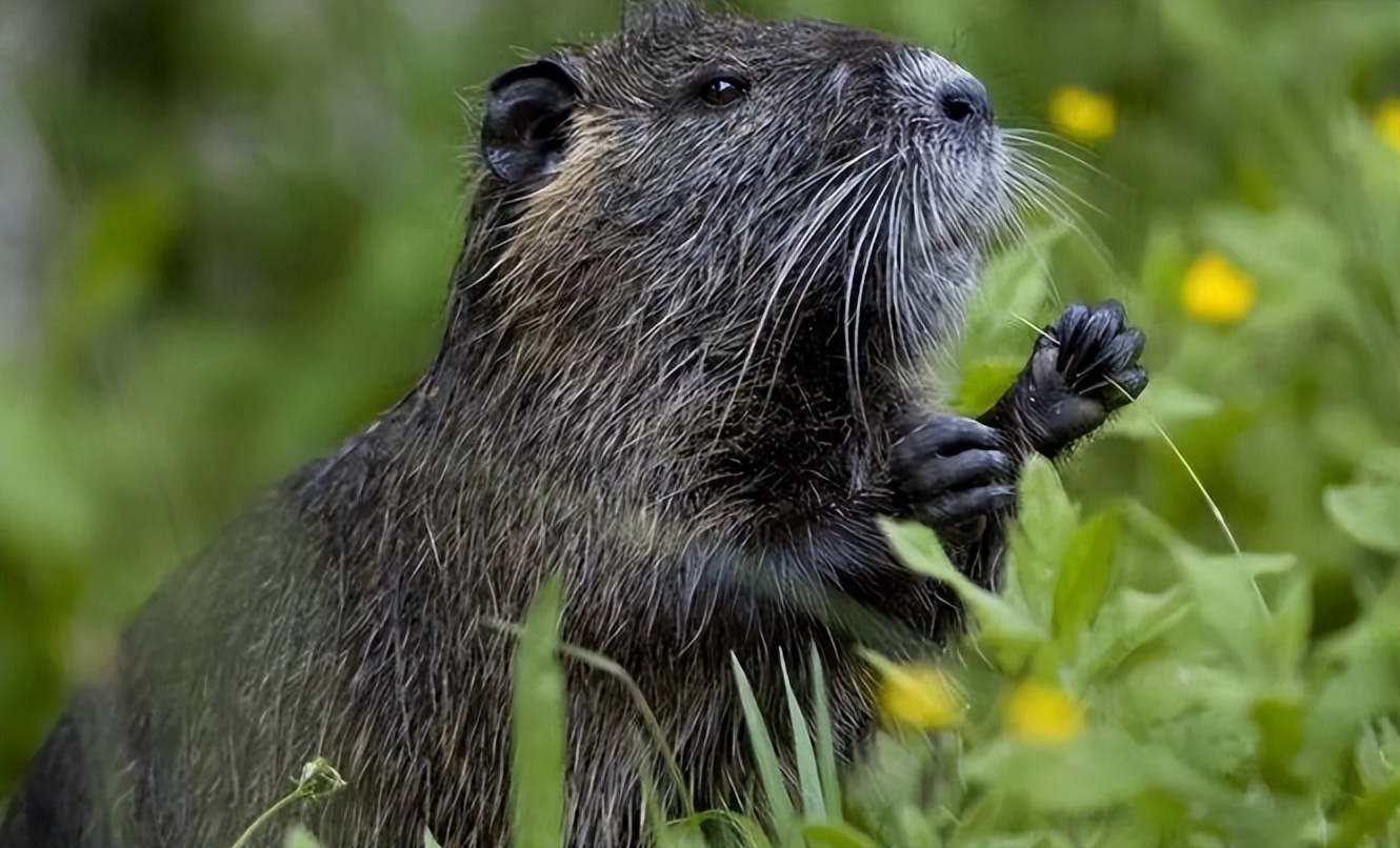 国内惊现巨型老鼠,上海巨型老鼠