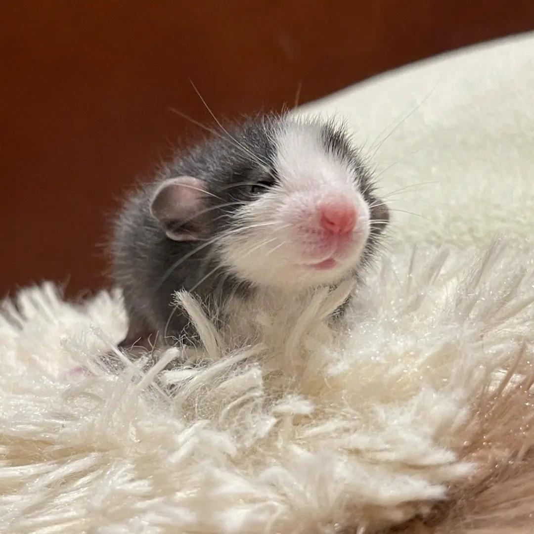 黑熊仓鼠和布丁仓鼠哪个温顺,哪种仓鼠最温顺好养适合新手